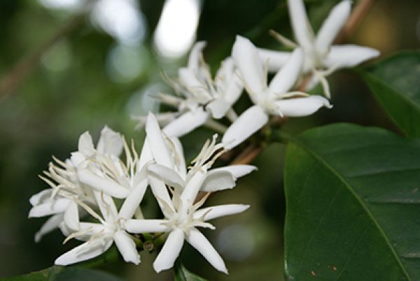 Flor do Café Arábica. / Fonte: Wikimedia Commons.