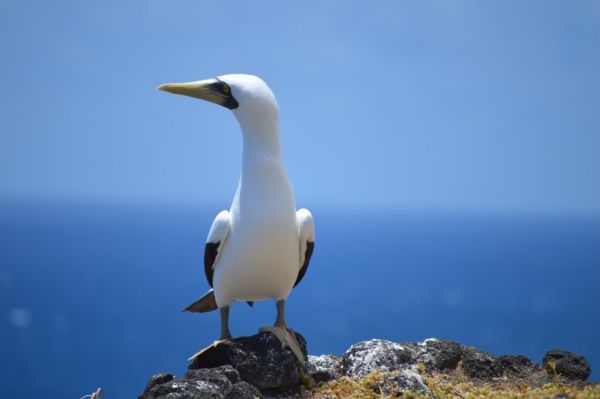 Atobá-grande (Sula dactylatra). /Imagem: Ricardo Augusto Dias