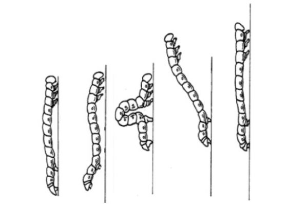 Modo de movimento de uma lagarta mede-palmos.